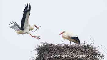 Im Kreis Calw: Nisten niemals Störche?