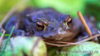 „Völlig andere Dimensionen“: Dramatischer Rückgang von Amphibien im BGL