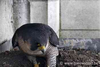 Eerste jongen van slechtvalken worden op 10 april verwacht