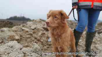 Auf den Klippen von Osterode: Ein Spürhund unterwegs im Harz
