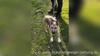 Herzlos: Wolfsburger ziehen um und lassen Hund allein zurück