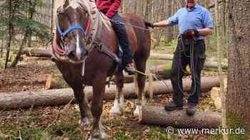 Schonende Waldwirtschaft: Rückepferd Moritz hilft im Geretsrieder Stadtwald mit