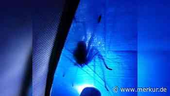 „Geh zelten, haben sie gesagt“: Camper entdeckt bei Ausflug monströses Tier