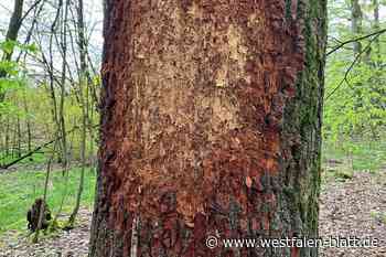 Messerwerfer beschädigen Bäume in Löhne