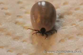 Vet explains how to avoid dangerous dog ticks this spring