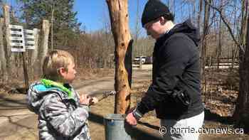 Spring Tonic Maple Syrup Festival returns to Tiffin Conservation Area