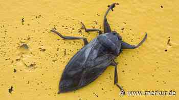 Bis zu zwölf Zentimeter groß: Riesenwanzen fallen über beliebte Urlaubsinsel her