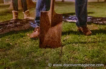 How Long Do Seeds Retain Their Ability To Sprout?