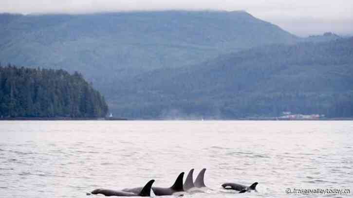 B.C. underwater microphones aim to protect whales from ship strikes: Ocean Wise