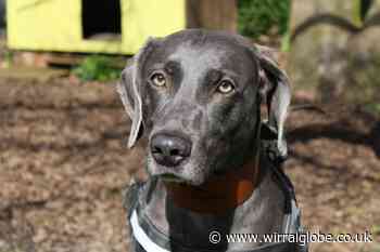Wirral Globe dog of the week column 'Stunning' Shadow