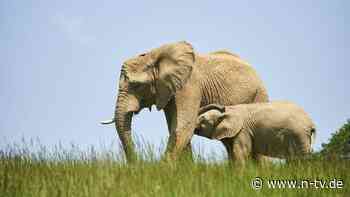 "Wir zahlen den Preis": Warum will Botswana Deutschland 20.000 Elefanten schenken?