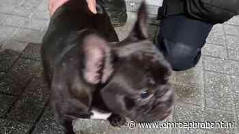 112-nieuws: hond gevonden in Roosendaal • naakte man met rugzakje in Alphen