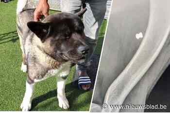 Hond krijgt kogel in lijf na dispuut over 22 doodgebeten kippen: “Mag er niet aan denken dat kind was geraakt”