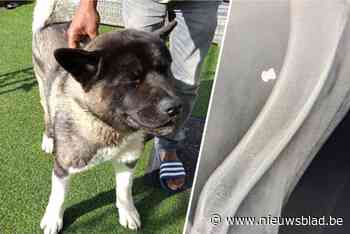 Man schiet plots hond Whisky neer na ruzie over 22 doodgebeten kippen: “Mag er niet aan denken dat kind was geraakt”