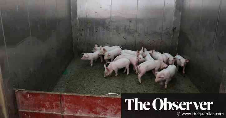 World Bank’s funding of ‘hog hotel’ factory farms under fire over climate effect