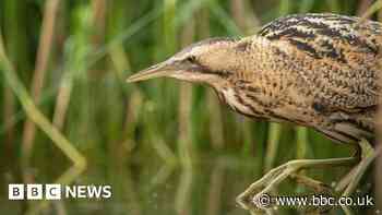 Britain's loudest birds are booming once again