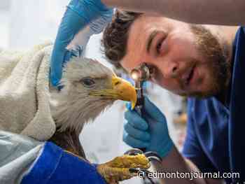 'Bird nerd': Edmonton veterinarian tends to feathered and otherwise wild patients