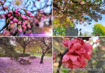 Beautiful blossom brightening up Wirral this spring