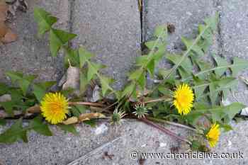 The 'most effective' way to get rid of dandelions in your garden - and it costs just 40p