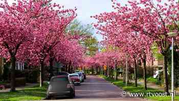 Hoge Boekelerweg even de mooiste straat dankzij uitbundig bloeiende sierkers