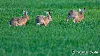 Gegen Kaninchen-Plage: Bürgermeister plakatiert Gemeinde mit Ragout-Rezept