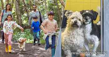 Dit moet je weten voor je een hond adopteert: ‘Gedrag is soms zo verankerd dat het er niet meer uitgaat’