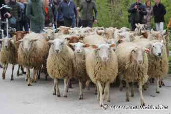 Schapen keren terug naar Lier tijdens de ‘Ovissimmo’: “Hele namiddag valt er heel wat te beleven”