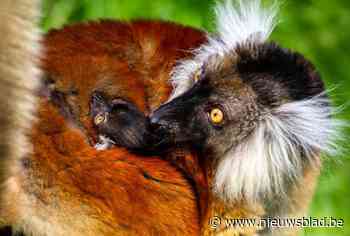 Opnieuw vreugdevol nieuws uit Planckendael: zoo verwelkomt voor vierde jaar op rij een baby moormaki