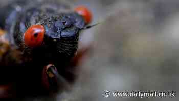 Climate change could make cicadas come out sooner -  as the US braces for the first DOUBLE-BROOD event since 1803