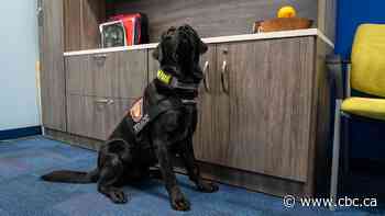 Meet the newest canine cop with the Thunder Bay Police