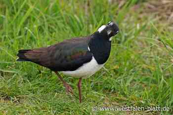 Den Vogel des Jahres in seinem Lebensraum besuchen