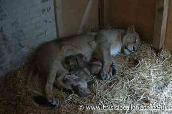 Video: Watch three newborn lion cubs at London Zoo