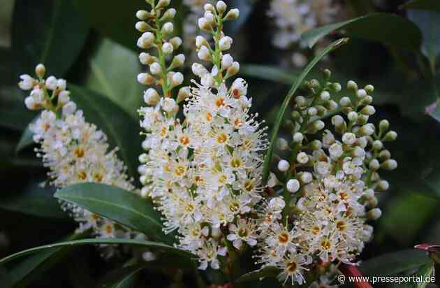 Bund deutscher Baumschulen (BdB) e.V.: Der Kirschlorbeer ist besser als sein Ruf