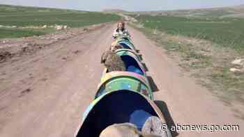 WATCH:  Woman builds custom 'dog train' to take disabled pups on daily rides