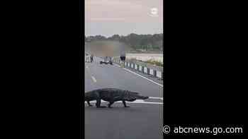 WATCH:  Unhurried alligator moseys across state park road