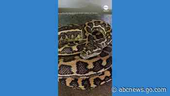 WATCH:  Snake found snoozing under child's toy