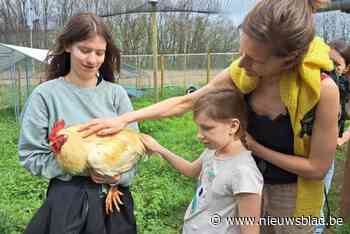 Plaats voor 75 geredde hanen in nieuwe weide van dierenopvang: “Maar ik vrees dat die snel vol zal zitten”