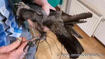 112-nieuws: vogel vast in net • onderzoek in straat van moord