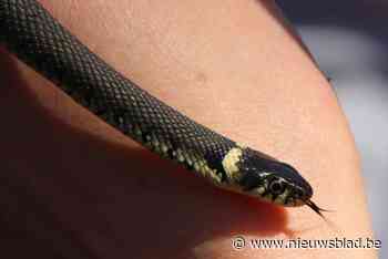 Jonge ringslang in Mechels Broek maakt natuurliefhebbers blij: “Het bevestigt dat de soort hier broedt”