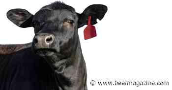 Consistency is key to continued value in the beef industry