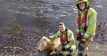 Firefighters come to the rescue of bull stuck in 'very flooded and swift moving' County Durham river