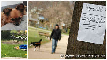 Giftköder im Garten? Familie Arras aus Vagen trauert um geliebte Chihuahua-Hundedame Daisy