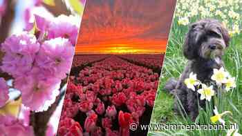 Het is lente en dat levert deze kleurrijke plaatjes op