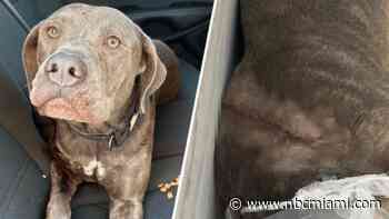 Dog recovering after being found slashed in Pembroke Pines, possibly from machete