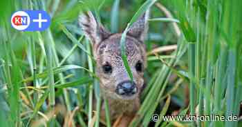 Rettung für Rehkitze: Drohnen finden Tiere vor dem Mähen