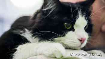 Polizei meldet unfassbaren Fund in Wohnung: Paar verurteilt – Mediziner diagnostizieren „Noah-Syndrom“