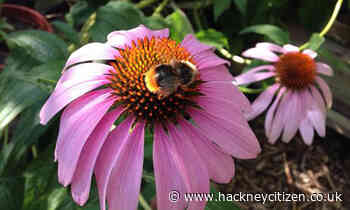 Environmentalists buzzing over £250k funding for bee corridor in Hackney