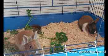 Verwaarloosde konijnen zijn dumping nog niet te boven; politie doet onderzoek