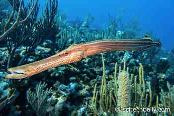Motion Camouflage: The Remarkable Hunting Tactics of Trumpetfish
