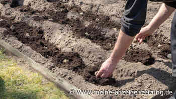 Kartoffeln setzen – diesen Fehler sollten Sie nicht machen